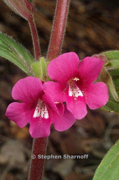 mimulus bolanderi 1 graphic